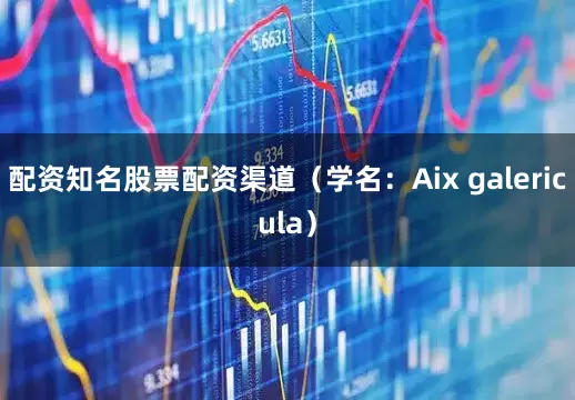 配资知名股票配资渠道（学名：Aix galericula）